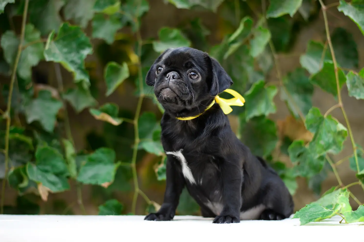 Een mopshond puppy kopen betekent verantwoordelijkheid nemen! Mopshond puppy kopen.
