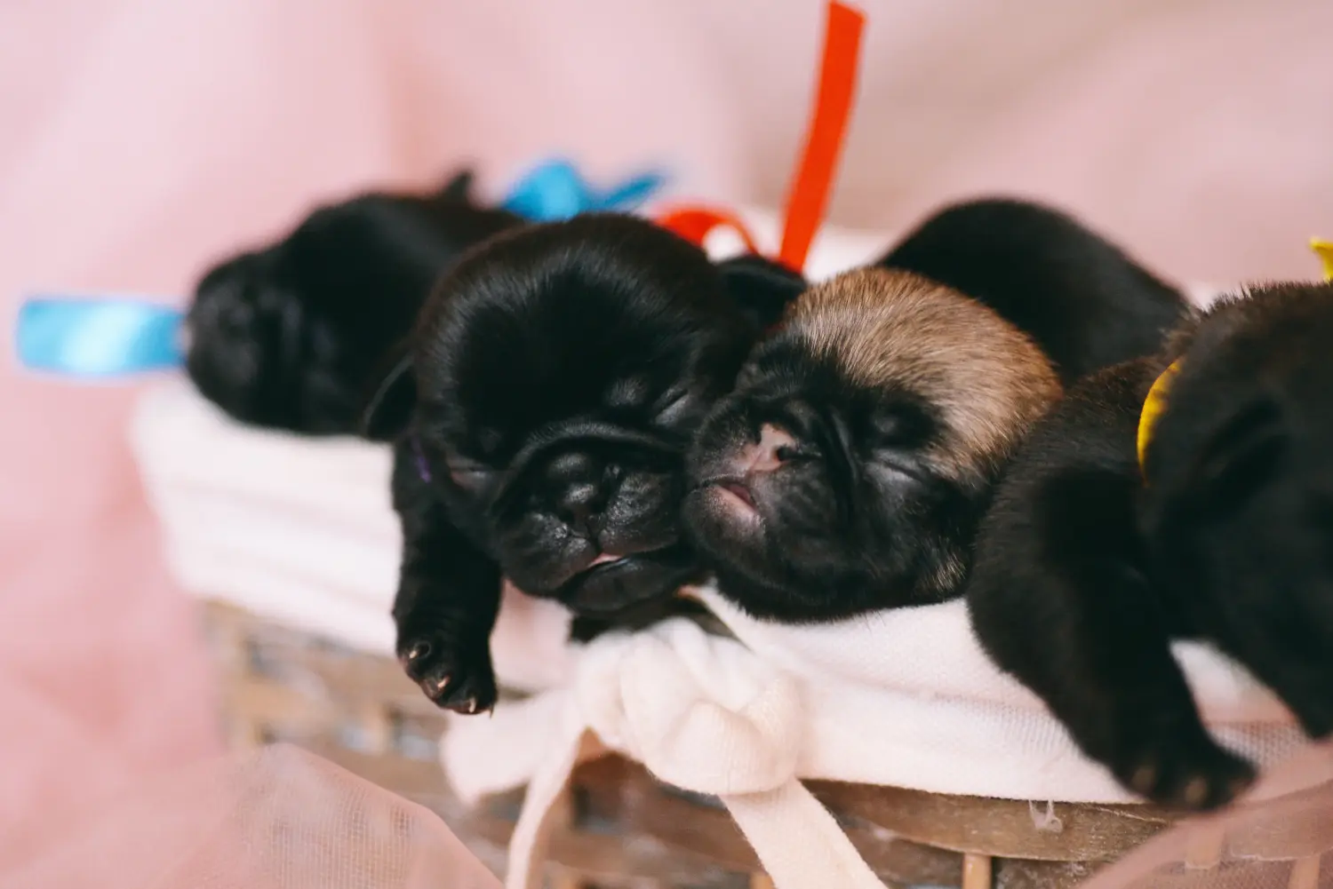 Een mopshond puppy kopen betekent verantwoordelijkheid nemen! Mopshond puppy kopen.