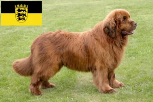 Lees meer over het artikel Newfoundland fokkers en pups in Baden-Württemberg