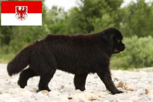 Lees meer over het artikel Newfoundland fokkers en pups in Brandenburg