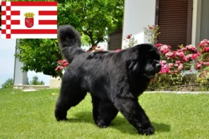 Lees meer over het artikel Newfoundland fokkers en pups in Bremen