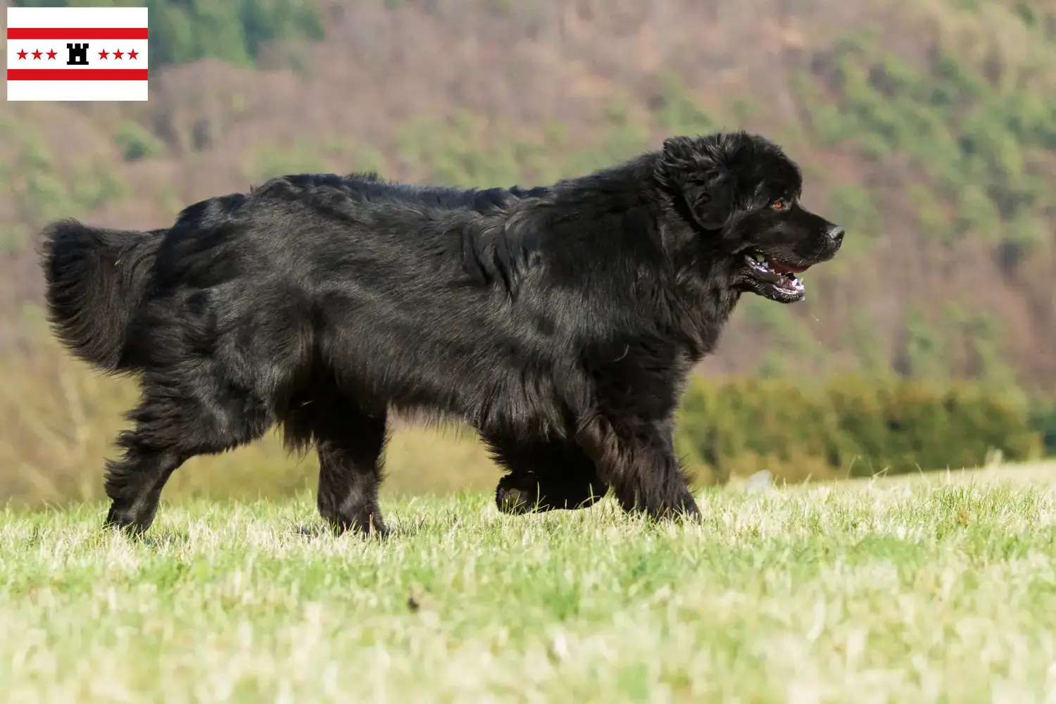 Newfoundland pups en fokkers Drenthe Hier vind je Newfoundland fokkers in Drenthe.