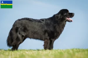 Lees meer over het artikel Newfoundland fokkers en pups in Flevoland