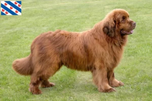 Lees meer over het artikel Newfoundland fokkers en pups in Friesland
