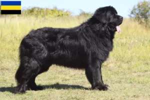 Lees meer over het artikel Newfoundland fokkers en pups in Gelderland
