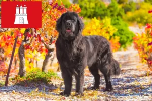 Lees meer over het artikel Newfoundland fokkers en pups in Hamburg