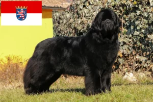 Lees meer over het artikel Newfoundland fokkers en pups in Hessen