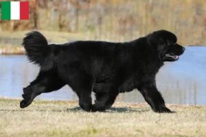 Lees meer over het artikel Newfoundland fokkers en pups in Italië