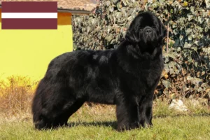 Lees meer over het artikel Newfoundland fokkers en pups in Letland