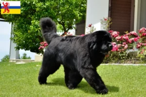 Lees meer over het artikel Newfoundland fokkers en pups in Limburg