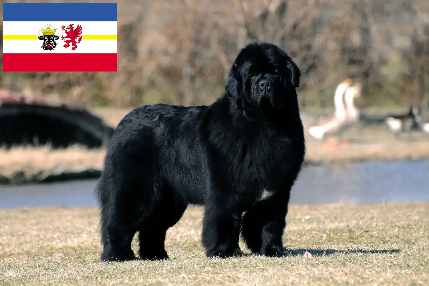 Lees meer over het artikel Newfoundland fokkers en pups in Mecklenburg-Vorpommern