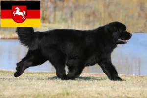 Lees meer over het artikel Newfoundland fokkers en pups in Nedersaksen