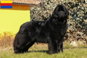 Lees meer over het artikel Newfoundland fokkers en pups in Noord-Holland