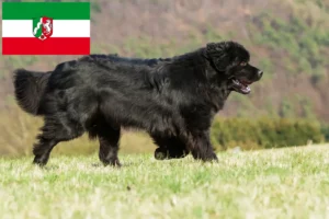 Lees meer over het artikel Newfoundland fokkers en pups in Noordrijn-Westfalen