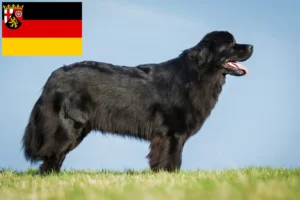 Lees meer over het artikel Newfoundland fokkers en pups in Rijnland-Palts
