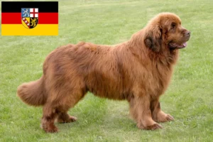 Lees meer over het artikel Newfoundland fokkers en pups in Saarland