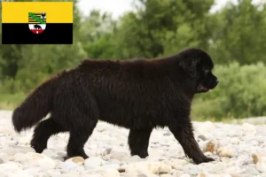 Lees meer over het artikel Newfoundland fokkers en pups in Saksen-Anhalt