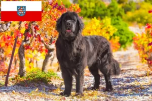Lees meer over het artikel Newfoundland fokkers en pups in Thüringen