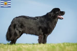 Lees meer over het artikel Newfoundland fokkers en pups in Zeeland