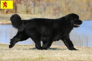 Lees meer over het artikel Newfoundland fokkers en pups in Zuid-Holland