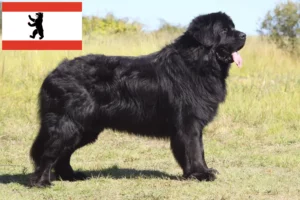 Lees meer over het artikel Newfoundland fokkers en pups in Berlijn