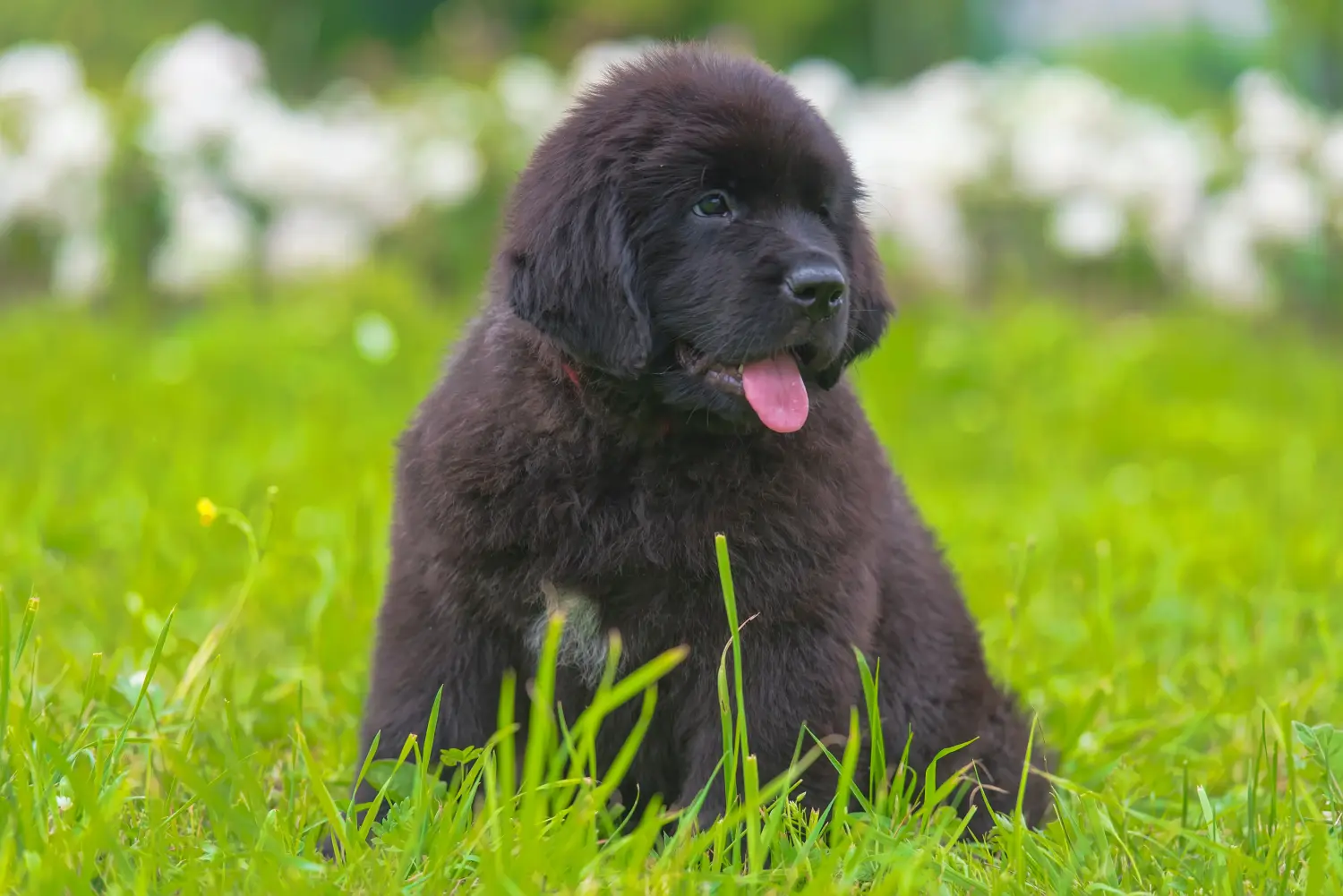 Een Newfoundland puppy kopen betekent verantwoordelijkheid nemen! Newfoundland puppy's kopen.