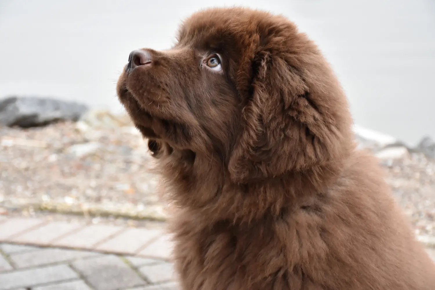 Een Newfoundland puppy kopen betekent verantwoordelijkheid nemen! Newfoundland puppy's kopen.