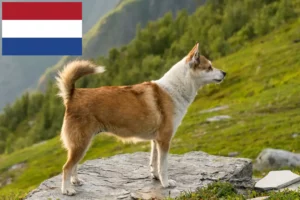 Lees meer over het artikel Noorse Lundehund fokkers en puppies in Nederland