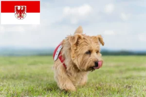Lees meer over het artikel Norfolk Terrier fokkers en pups in Brandenburg