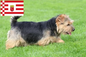 Lees meer over het artikel Norfolk Terrier fokkers en pups in Bremen