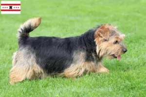 Lees meer over het artikel Norfolk Terrier fokkers en pups in Drenthe