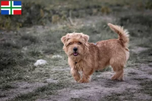 Lees meer over het artikel Norfolk Terrier fokkers en pups in Groningen