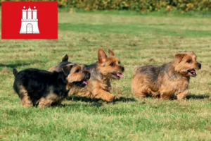 Lees meer over het artikel Norfolk Terrier fokkers en pups in Hamburg
