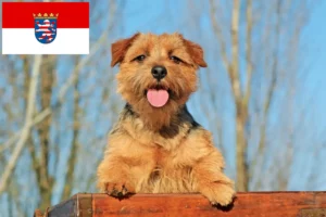 Lees meer over het artikel Norfolk Terrier fokkers en pups in Hessen