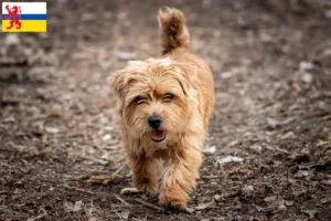 Lees meer over het artikel Norfolk Terrier fokkers en pups in Limburg