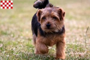 Lees meer over het artikel Norfolk Terrier fokkers en pups in Noord-Brabant