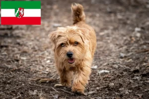 Lees meer over het artikel Norfolk Terrier fokkers en pups in Noordrijn-Westfalen