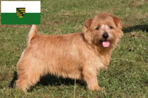 Lees meer over het artikel Norfolk Terrier fokkers en pups in Saksen
