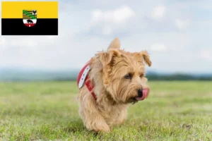 Lees meer over het artikel Norfolk Terrier fokkers en pups in Saksen-Anhalt
