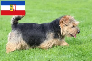 Lees meer over het artikel Norfolk Terrier fokkers en pups in Sleeswijk-Holstein