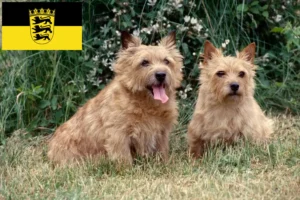 Lees meer over het artikel Norwich Terrier fokkers en pups in Baden-Württemberg