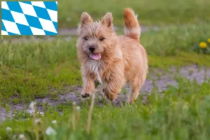 Lees meer over het artikel Norwich Terrier fokkers en puppies in Beieren