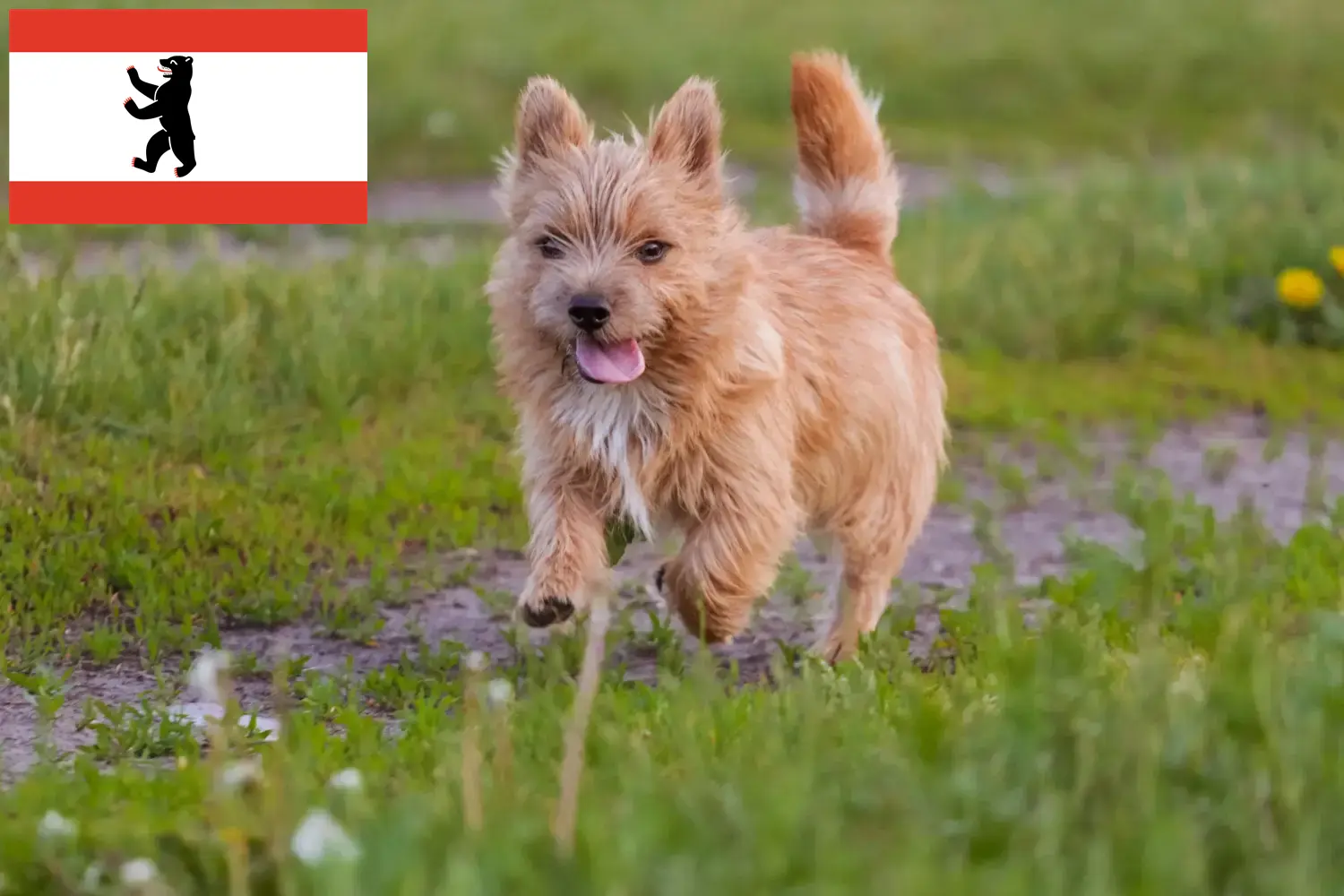 Norwich Terrier puppies en fokkers Berlijn Vind hier Norwich Terrier fokkers in Berlijn.