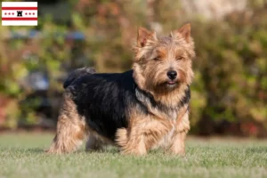 Lees meer over het artikel Norwich Terrier fokkers en pups in Drenthe