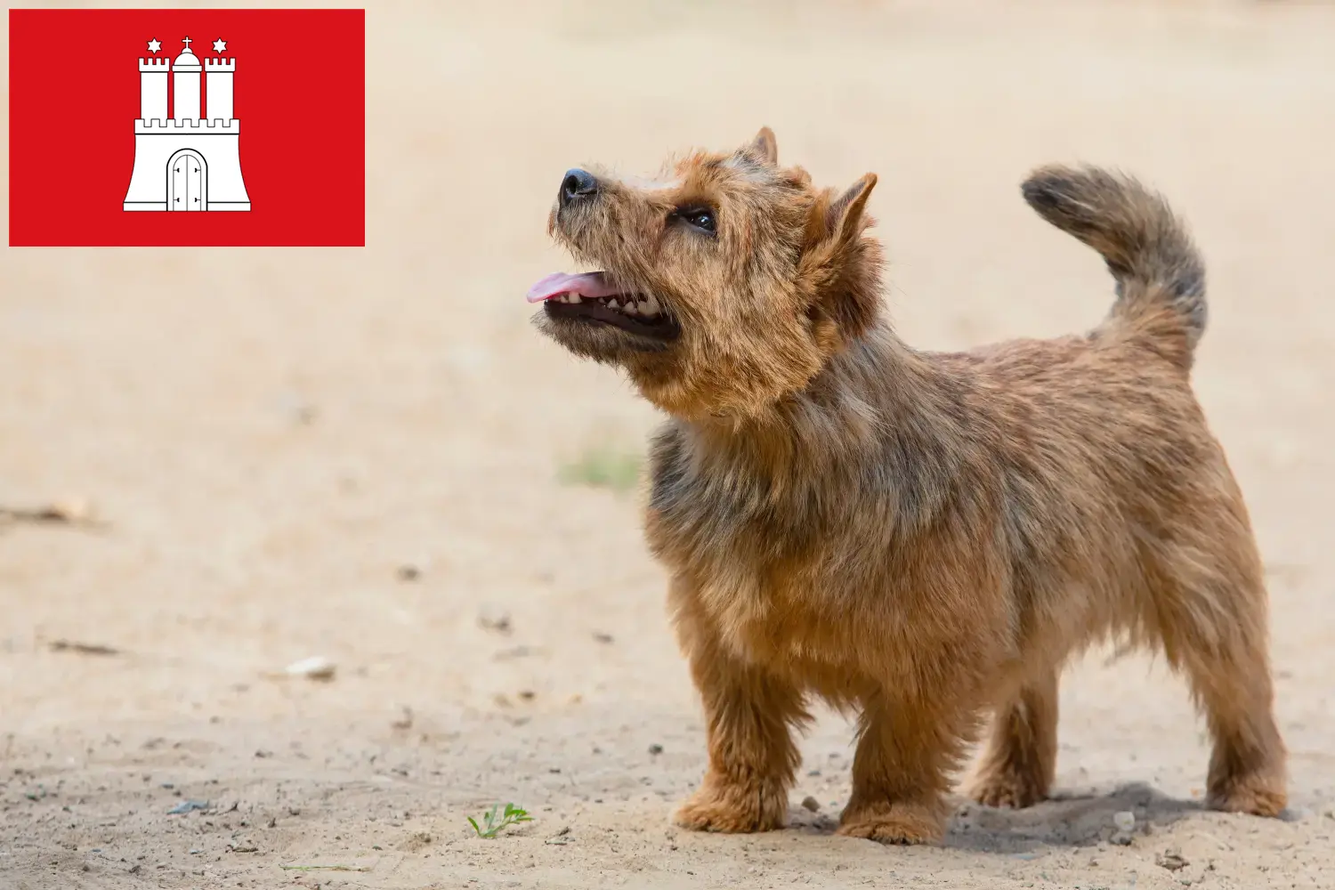 Norwich Terrier puppies en fokkers Hamburg Vind hier Norwich Terrier fokkers in Hamburg.