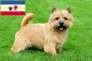 Lees meer over het artikel Norwich Terrier fokkers en pups in Mecklenburg-Vorpommern