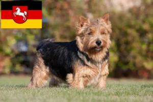Lees meer over het artikel Norwich Terrier fokkers en pups in Nedersaksen