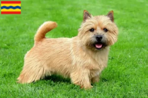 Lees meer over het artikel Norwich Terrier fokkers en pups in Overijssel