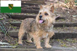 Lees meer over het artikel Norwich Terrier fokkers en pups in Saksen