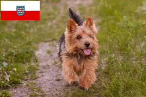 Lees meer over het artikel Norwich Terrier fokkers en pups in Thüringen